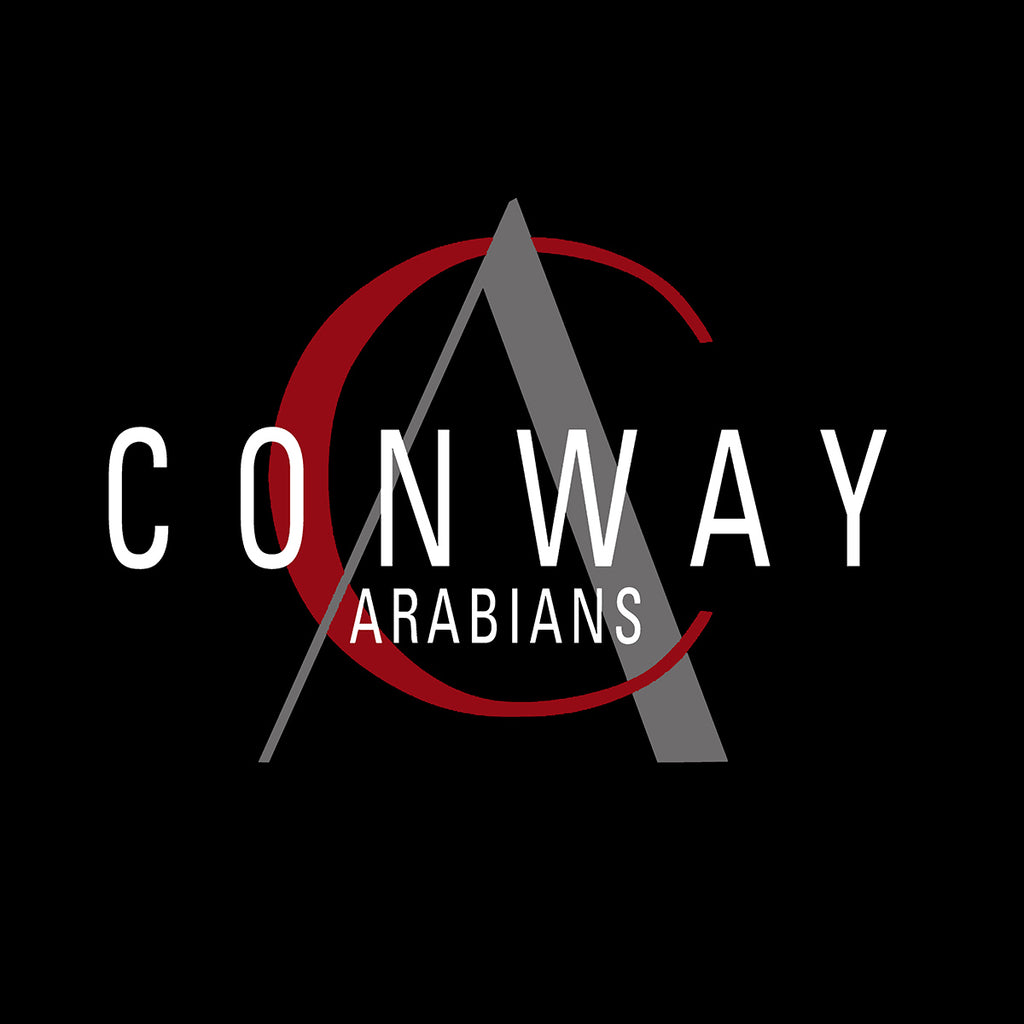 Conway Arabians