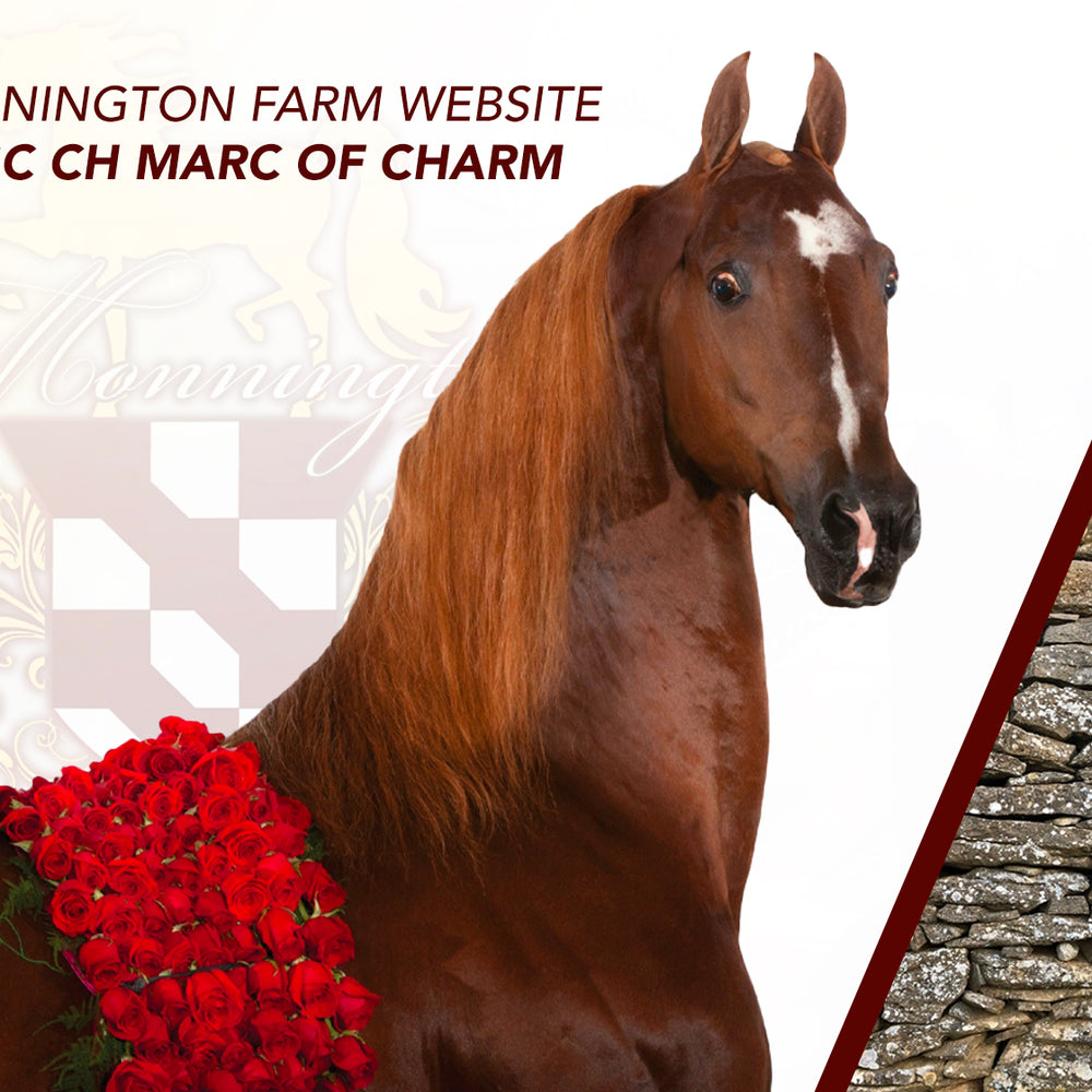 WGC CH Marc of Charm Website Design